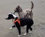 Small #32 Breeder Profile image