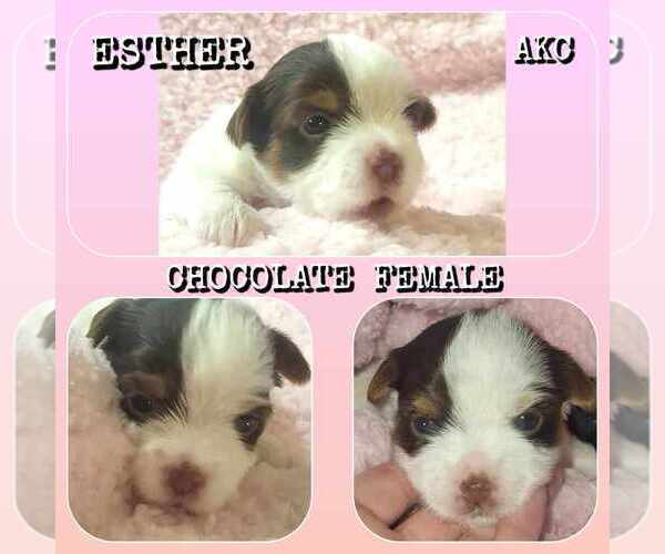 Medium Photo #3  Breeder Profile in FT WORTH, TX, USA