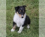 Small breeder photo