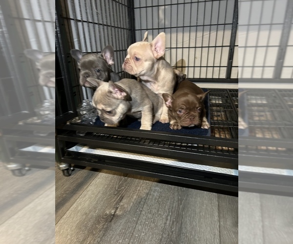 Medium Photo #1  Breeder Profile in FONTANA, CA, USA