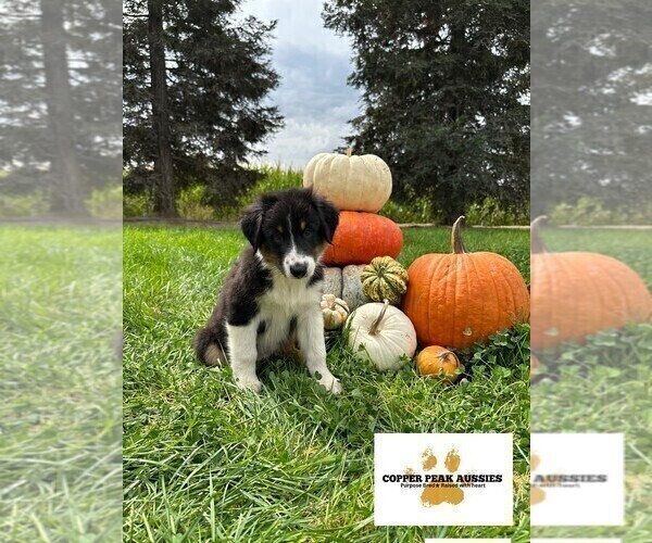 Medium Photo #3  Breeder Profile in MODESTO, CA, USA