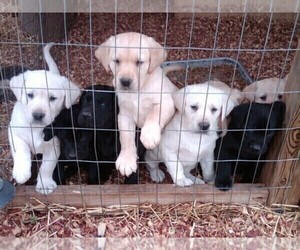 Labrador Retriever Dog Breeder in ALL HEALING SPRINGS,  USA