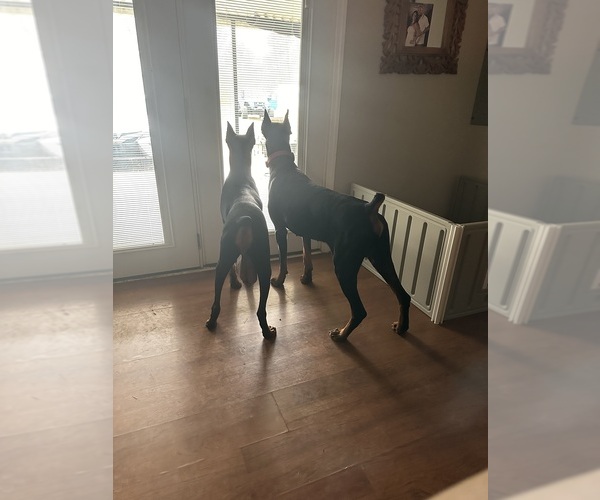 Medium Photo #12  Breeder Profile in LAFAYETTE, TN, USA