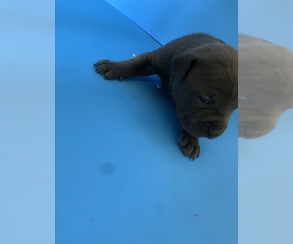 Medium Photo #33  Breeder Profile in ORANGE, NJ, USA