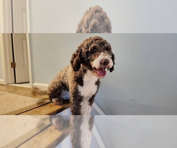 Medium Photo #14  Breeder Profile in ACCOKEEK, MD, USA