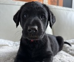 Small #2 Breeder Profile image