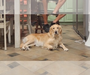 Golden Retriever Dog Breeder near SLIDELL, LA, USA
