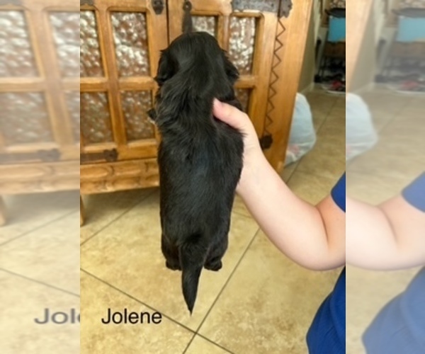 Medium Photo #67  Breeder Profile in SCOTTSDALE, AZ, USA