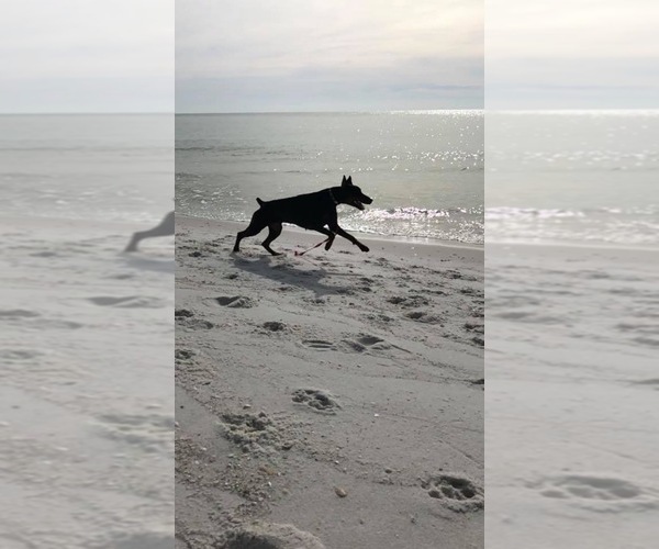 Medium Photo #1  Breeder Profile in WEST MONROE, LA, USA