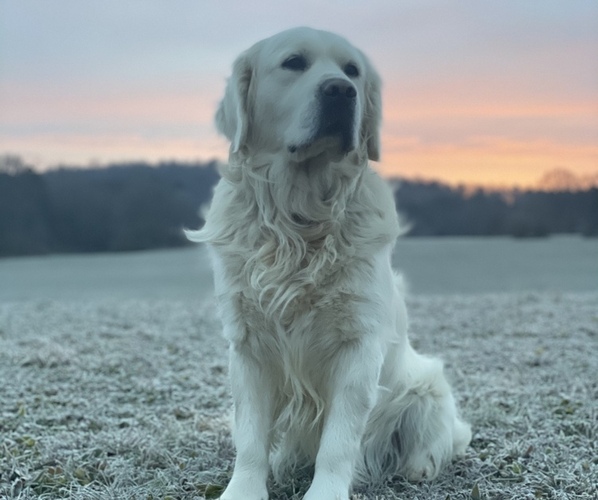 Medium Photo #5  Breeder Profile in COHUTTA, GA, USA