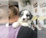 Small #20 Breeder Profile image