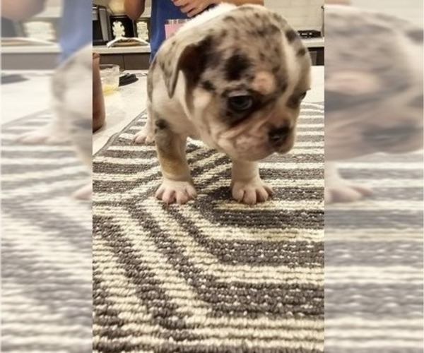 Medium Photo #17  Breeder Profile in CHINO HILLS, CA, USA