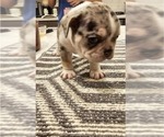 Small #16 Breeder Profile image