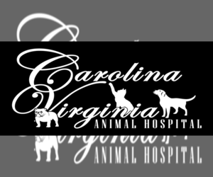 French Bulldog Dog Breeder near PROVIDENCE, NC, USA