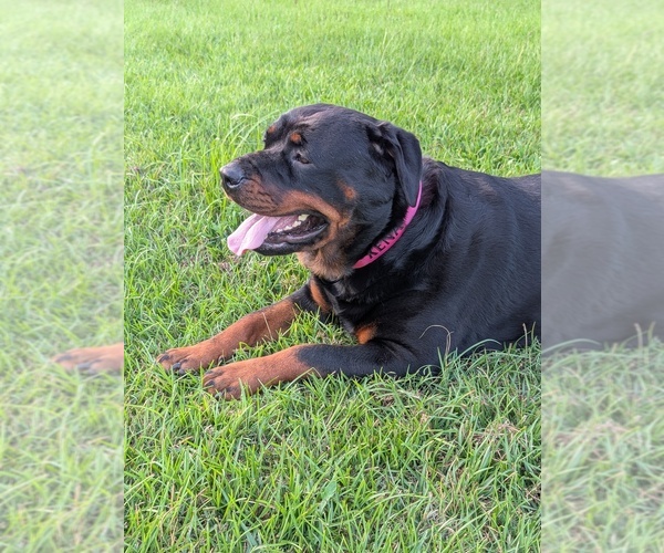 Medium Photo #1  Breeder Profile in BENSON, NC, USA