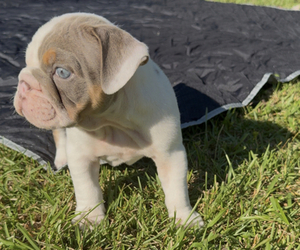 Bulldog Dog Breeder near PACE, FL, USA