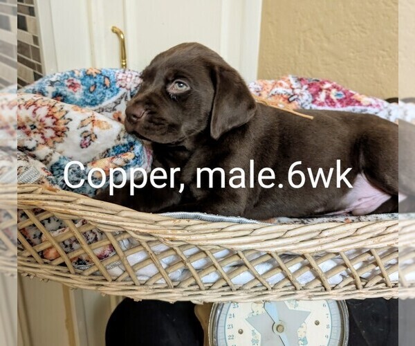 Medium Photo #2  Breeder Profile in SEDRO WOOLLEY, WA, USA