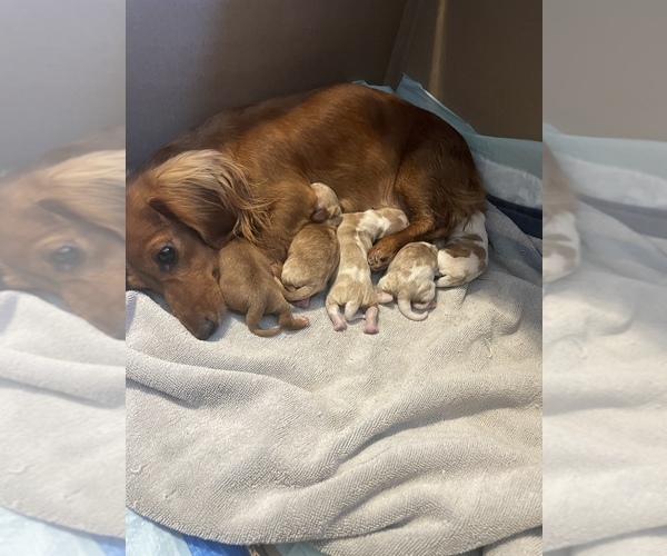 Medium Photo #1  Breeder Profile in DELTONA, FL, USA