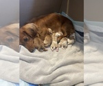 Small breeder photo