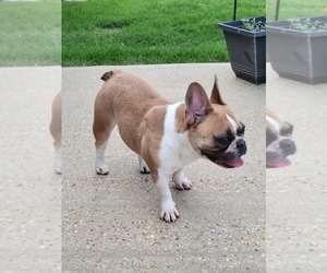 French Bulldog Dog Breeder near PROSPER, TX, USA