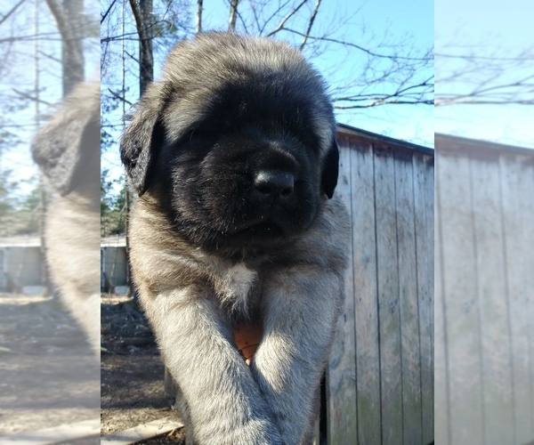 Medium Photo #1  Breeder Profile in LA FAYETTE, GA, USA