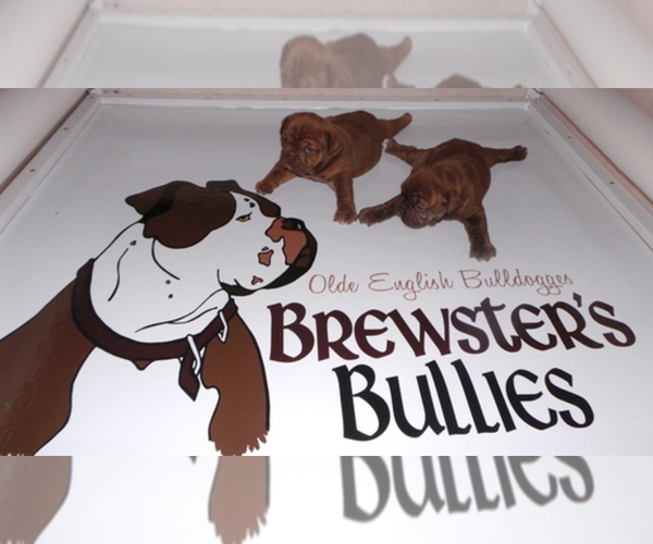 Medium Photo #1  Breeder Profile in COEUR D ALENE, ID, USA