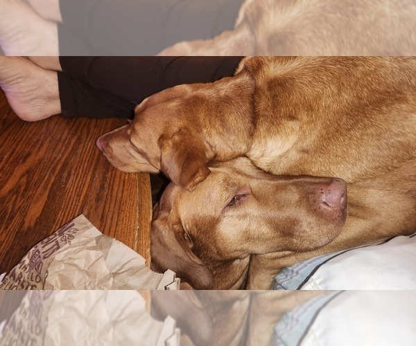 Medium Photo #5  Breeder Profile in BUFFALO, NY, USA