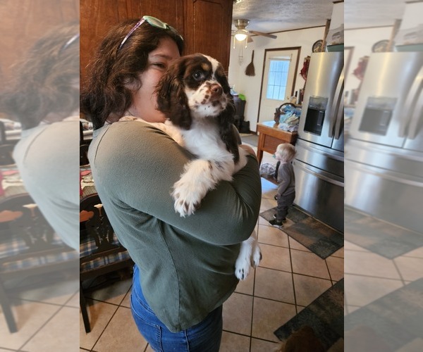 Medium Photo #8  Breeder Profile in FANCY GAP, VA, USA