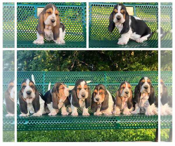 Medium Photo #2  Breeder Profile in CAMERON, OK, USA