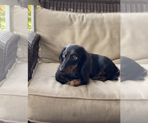 Medium Photo #1  Breeder Profile in WAXHAW, NC, USA