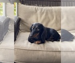 Small breeder photo
