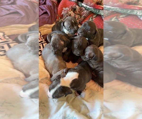 Medium Photo #1  Breeder Profile in COLORADO SPRINGS, CO, USA