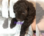 Small breeder photo