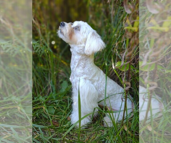Medium Photo #16  Breeder Profile in BARREN SPRINGS, VA, USA