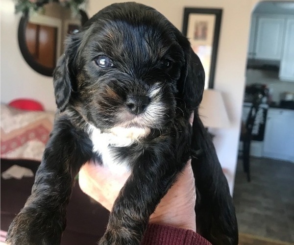 Medium Photo #1  Breeder Profile in TURLOCK, CA, USA