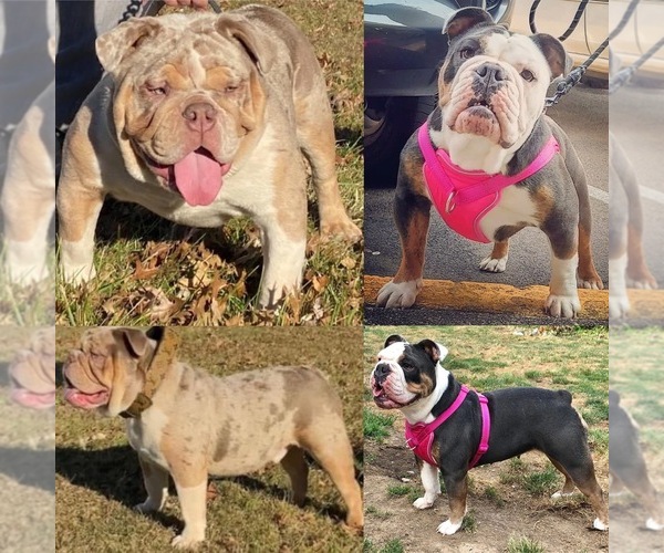 Medium Photo #1  Breeder Profile in LONGVIEW, WA, USA