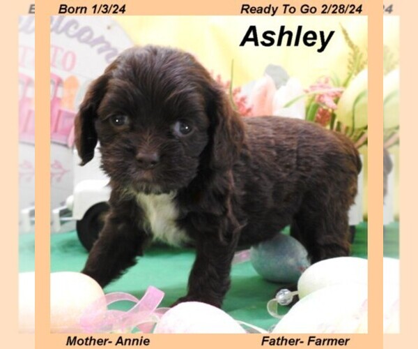 Medium Photo #2  Breeder Profile in MILLER, MO, USA