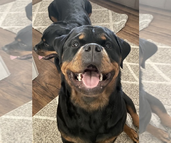 Medium Photo #1  Breeder Profile in VALLEJO, CA, USA