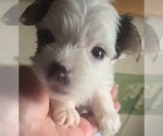 Small #4 Breeder Profile image