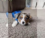 Small #2 Breeder Profile image