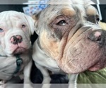 Small #4 Breeder Profile image