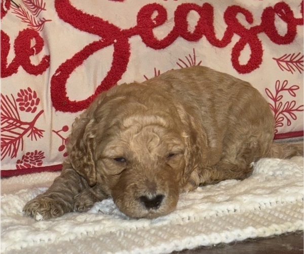 Medium Photo #12  Breeder Profile in DEXTER, MO, USA