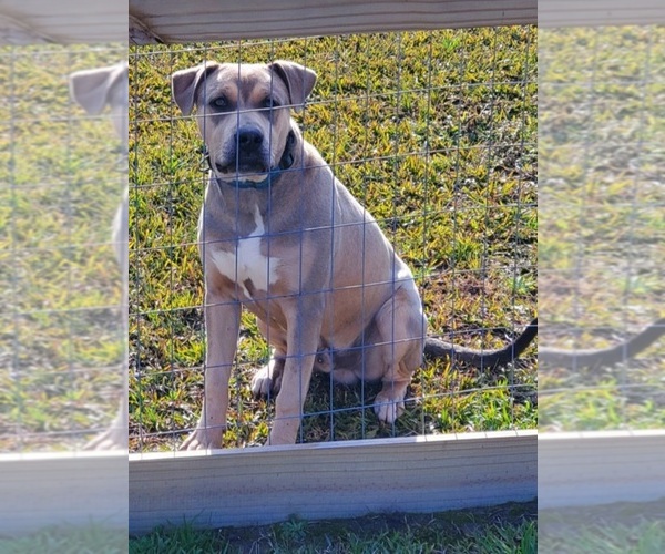 Medium Photo #1  Breeder Profile in JACKSONVILLE, NC, USA