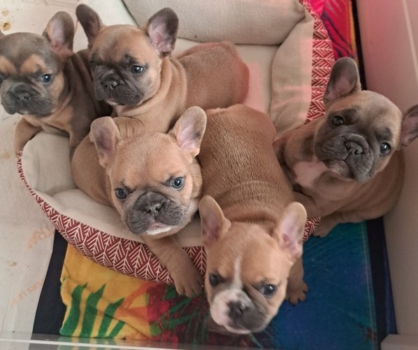 Medium Photo #1  Breeder Profile in LANSING, MI, USA