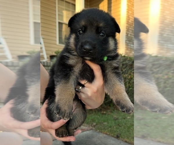 Medium Photo #1  Breeder Profile in COWARTS, AL, USA