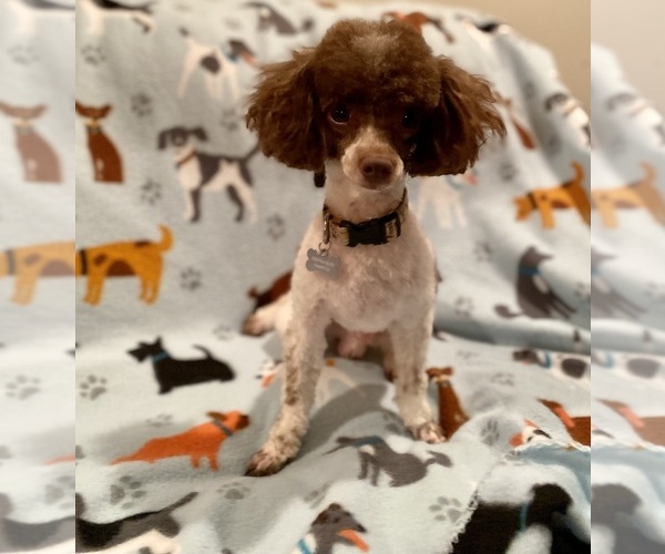 Medium Photo #6  Breeder Profile in ACWORTH, GA, USA