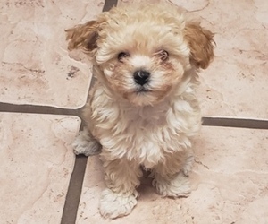 Maltipoo (Miniature) Dog Breeder near PLANT CITY, FL, USA