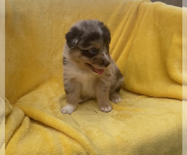Medium Photo #1  Breeder Profile in ROLLA, MO, USA
