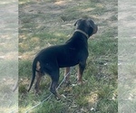Small #1 Breeder Profile image