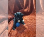 Small #12 Breeder Profile image